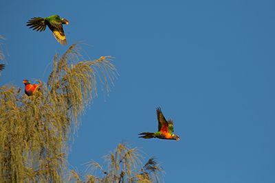 Brisbane Property Valuations Valuation Valuers Land Home House Buy Sell Bird